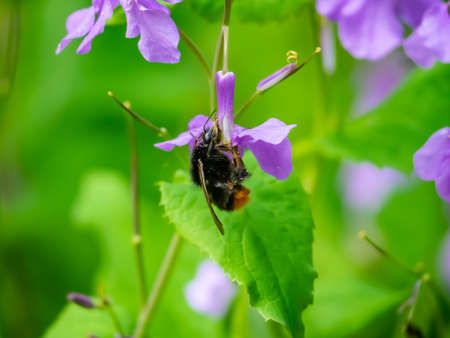 A Japanese carpenter bee, Xylocopa appendiculata, feeds from honesty flowers along a small wetland in a Japanese forest preserve.の写真素材