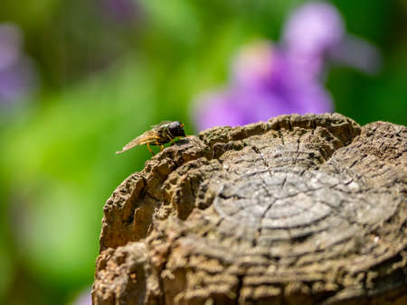 a green bottle blow fly, Lucilia sericata, on an old, cut tree stump in a Japanese forest.の写真素材