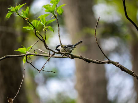 A Japanese tit, parus minor or oriental tit, hunts among foliage on the forest floor. These songbirds were originally considered a subspecies of parus major, or great tit, but are now considered their own species.の写真素材