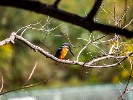 A common kingfisher, Alcedo atthis bengalensis, perches on a branch overlooking its fishing pond. The Bengalensis subspecies is native to Japan and is known for having brighter colors than the European types.の写真素材