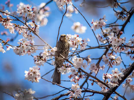 A brown-eared bulbul, Hypsipetes amaurotis, feeds amongst the cherry blossoms in a park in Kanagawa, Japan. These birds are very common in Japan and are often seen as a pest, as they eat crops and nest in gaps in buildingsの写真素材