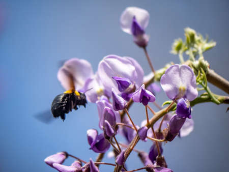 A Japanese carpenter bee, xylocopa appendiculata circumvolans, feeds from flowering trees in a Japanese park.の写真素材