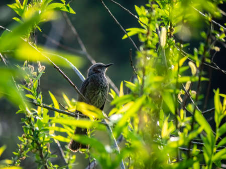 A brown-eared bulbul, Hypsipetes amaurotis, perches among the foliage of a tree in a Japanese...