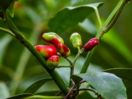 A Macro photo of Japanese aucuba berries, aucuba japonica. These decorative red berries are often avoided by birds.の写真素材