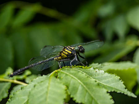 A Gomphus melaenops dragonfly, also known as Asiagomphus melaenops, rests on a leaf beside a small pond in a Japanese wetland.の写真素材