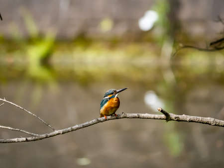 A common kingfisher, Alcedo atthis bengalensis, perches on a tree branch above a pond in a small Japanese park.の写真素材