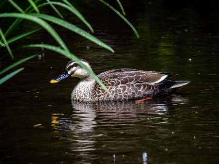 A spotbilled duck rests in a small, shallow pond in a forest during a rainstorm in Yamato, Japan.の写真素材