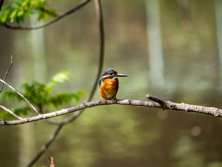 A common kingfisher, Alcedo atthis bengalensis, perches on a tree branch above a pond in a small Japanese park.の写真素材