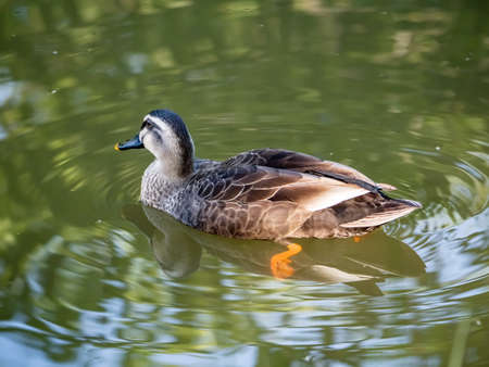 A spot billed duck floats peacefully in a calm river in Yokohama, Japan.の写真素材