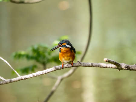 A common kingfisher, Alcedo atthis bengalensis, perches on a tree branch above a pond in a small Japanese park.の写真素材