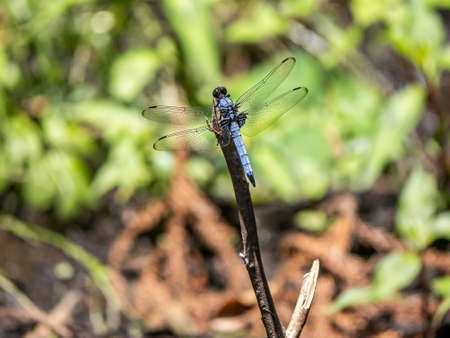 A male white-tailed dragonfly, Orthetrum albistylum, rests on the end of a small twig in a small Japanese park.の写真素材