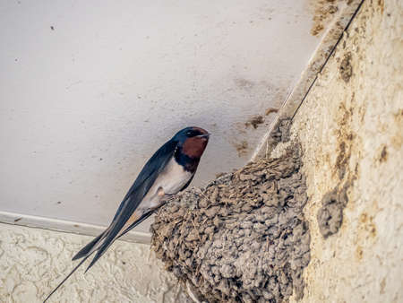 A Japanese barn swallow, Hirundo rustica gutturalis, in its nest outside a Japanese train station in Kanagawa Prefecture.の素材 [FY310132352214]