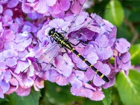 A Japanese variant of the common clubtail dragonfly, Ictinogomphus pertinax, rests on purple...