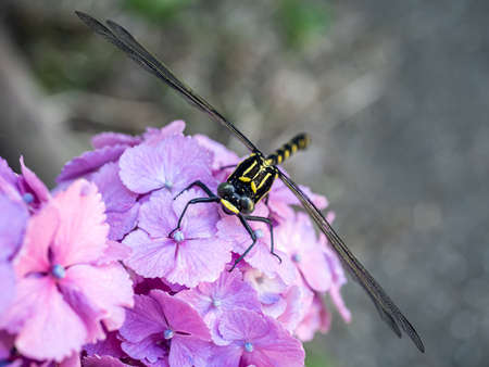 A Japanese variant of the common clubtail dragonfly, Ictinogomphus pertinax, rests on purple hydrangeas in a Japanese park beside a river.の写真素材