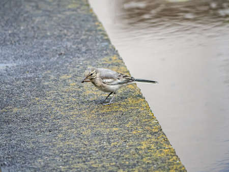 A juvenile white wagtail, motacilla alba, waits beside a flooded rice paddy for its parent to bring...