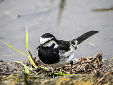 An adult white wagtail, motacilla alba, stands beside the water of a flooded rice paddy while looking for food for its young.の写真素材