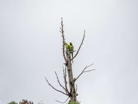 A rose-ringed parakeet roosts in the top of a Japanese cedar tree. Descended from escaped pets, these parakeets have adapted to living in Japan.の写真素材