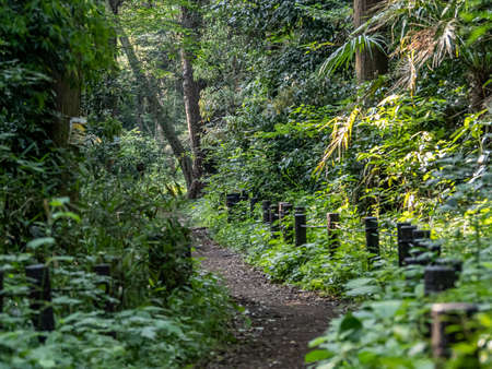 A dense forest path winding through a forest preserve in Sagamihara, Japan