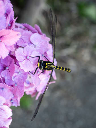 A Japanese variant of the common clubtail dragonfly, Ictinogomphus pertinax, rests on purple hydrangeas in a Japanese park beside a river.の写真素材