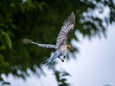 An azure-winged magpie, Cyanopica cyanus, flies toward a safe perch carrying a fruit from a small fruit tree.の写真素材