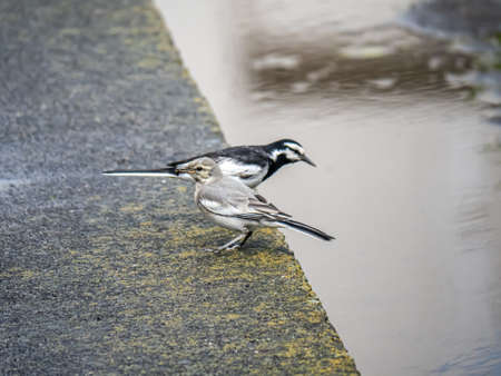 A white wagtail, montacilla alba, feeds a small grub to a juvenile wagtail beside a Japanese rice paddy.の写真素材