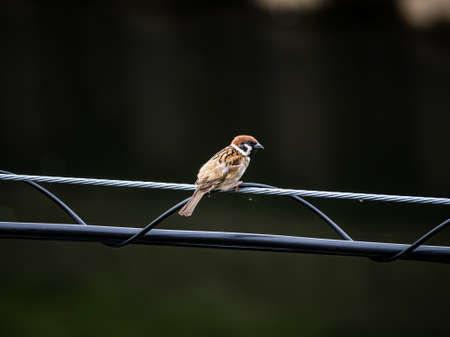 Eurasian tree sparrow, passer montanus, perches on a power line in central Kanagawa, Japan.の写真素材