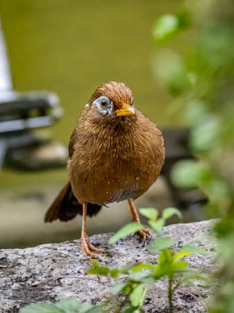 A Chinese hwamei or melodious laughingthrush, Garrulax canorus, perches on a stone border in a Japanese botanical garden.の写真素材