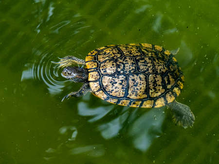 A common slider turtle, trachemys, swims in a moat-like pond in a park in Tokyo, Japan.の写真素材