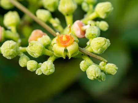 a cluster of small bushkiller flowers and buds, cayratia japonica, along a walking path in central...