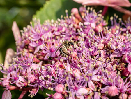 A long lipped mining bee, Andrena barbilabris, collects pollen and nectar from a cluster of hydrangea buds. Mostly found in North America, these bees are also found in some parts of Japan.の写真素材