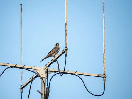 A Eurasian kestrel, Falco tinnunculus, perches with a fresh kill on top of an antenna in western Yokohama, Japan.の写真素材