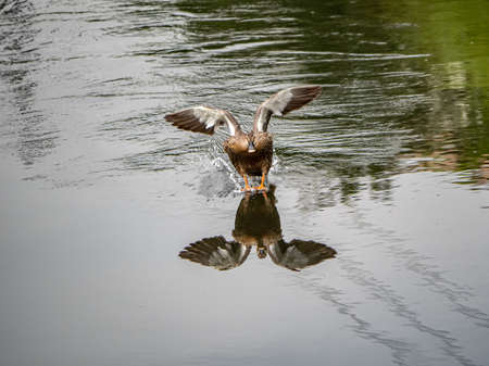 An Eastern spot-billed duck, Anas zonorhyncha, landing on the Sakai River in Yokohama, Japan.の写真素材