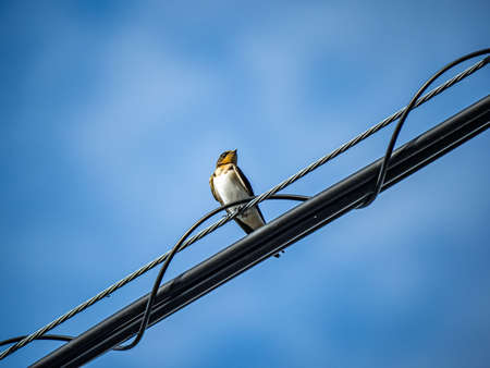 A Japanese barn swallow, hirundo rustica gutturalis, perches on a power line in an apartment complex in Kanagawa, Japan.の写真素材