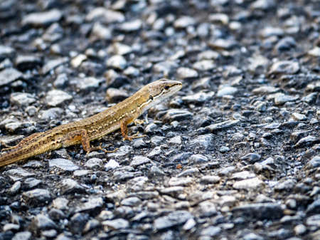 A Japanese grass lizard, Takydromus tachydromoides, scurries across a walking path in Yokohama,...