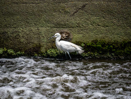 A little egret, Egretta garzetta, stands on the side of the Sakai river, in Yokohama, Japan, while fishing.の写真素材
