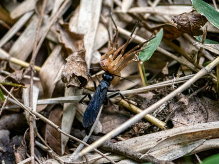 A scolia oculata wasp pulls a dead spider across the forest floor, rushing into cover where it can then eat it's catch.の写真素材