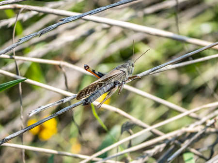 A Japanese migratory locust, Locusta migratoria manilensis, in the long grass along the Tama River in Kawasaki, Japan.の写真素材