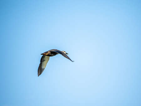 An eastern spotbilled duck, Anas zonorhyncha, flies through blue skies over the Tama River in Kawasaki, Japanの写真素材