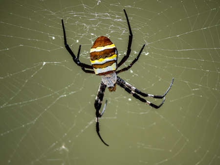A large argiope amoena spider sits in its web among the long grass beside the Saza River in Nagasaki...
