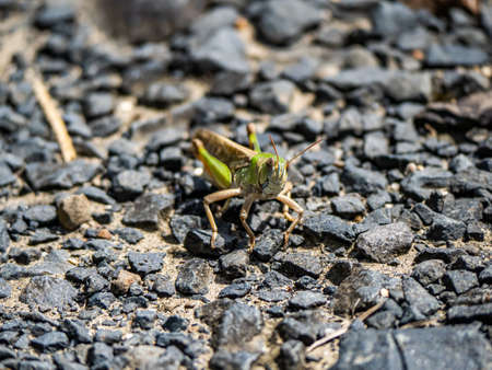 A Japanese migratory locust, Locusta migratoria manilensis, sits on a paved walking path beside an open field in the village of Saza, Japan.の写真素材