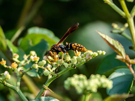 A Rothney's paper wasp, polistes rothneyi, on a cluster of small bushkiller flowers in a park in Yokohama, Japanの写真素材