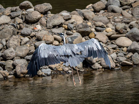 An Eastern gray heron, Ardea cinerea jouyi, stretches its wings in the Saza River, Nagasaki Prefecture, Japanの写真素材