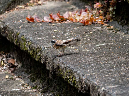 A wet meadow bunting, Emberiza cioides, dries off on a concrete step after taking a bath in a shallow river in a park in Sasebo, Japan.の写真素材