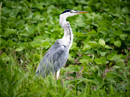 An Eastern gray heron, Ardea cinerea jouyi, stands in an unplanted fallow rice field in Saga Prefecture, Japan.の写真素材