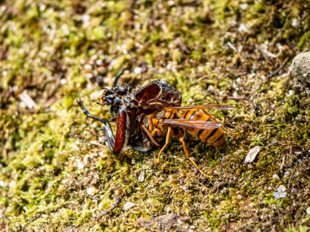 A Japanese yellow hornet, Vespa simillima xanthoptera, eating the remains of a dead Japanese rhinoceros beetle, Allomyrina dichotoma, in a park in Sasebo, Japan.の写真素材