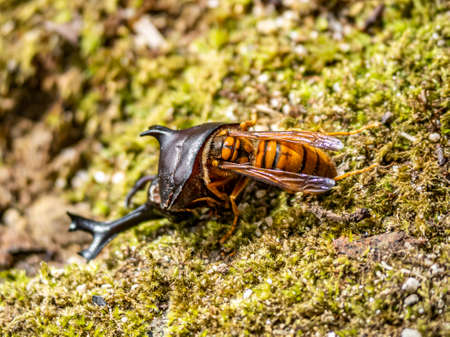 A Japanese yellow hornet, Vespa simillima xanthoptera, eating the remains of a dead Japanese rhinoceros beetle, Allomyrina dichotoma, in a park in Sasebo, Japan.の写真素材