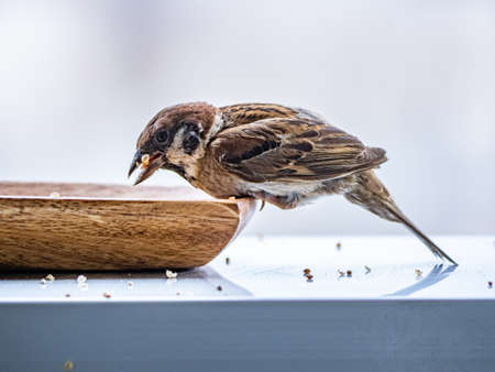 A Eurasian tree sparrow, passer montanus, feeds from a small wooden dish, spilling seeds as it eats.