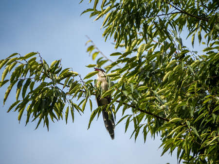 An azure-winged magpie, Cyanopica cyanus, perches in a tree near a farmhouse near Yokohama, Japan.
