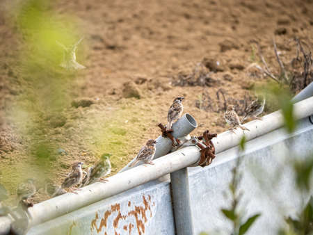 A flock of Eurasian tree sparrows, passer montanus, perching on a fence beside a plowed field in Yokohama, Japan.の写真素材
