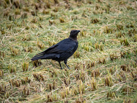 A Japanese large-billed crow, Corvus macrorhynchos japonensis, forages in the remains of a freshly...